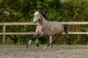 Merrie Lusitano Te koop 2020 Schimmel