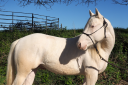 Veulen (ml) Quarter Horse Te koop 2024 Cr&egrave;me