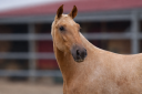 Veulen (ml) PRE Puur Ras Spaans Te koop 2025 Palomino ,  MALVERDE FP
