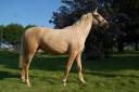 Merrie PRE Puur Ras Spaans Te koop 2023 Palomino ,  TREMENDO JL
