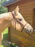 Ruin Franse rijpony PFS Te koop 2020 Palomino ,  DANSEUR DU SUD