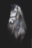 Ruin Lusitano Te koop 2021 Schimmel