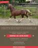 Merrie Cob Te koop 2020 Donker bruin / bai