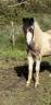 Ruin Welsh Pony (Section B) Te koop 2024 Bont