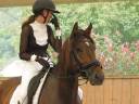 Ruin Franches-Montagnes  Te koop 2018 Donker bruin / bai