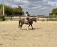 Ruin Welsh Pony (Section B) Te koop 2024 Bruinroan