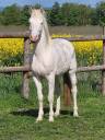 Ruin Andere pony rassen Te koop 2021 Cr&egrave;me ,  Galant de corbion