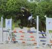 Ruin Bekend ras Te koop 2016 Bruin / Bai