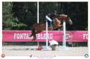 Merrie Franse rijpony PFS Te koop 2017 Vos