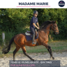 Merrie Volbloed Te koop 2017 Donker bruin / bai ,  ALIANTHUS (GER)