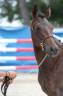 Merrie Franse rijpony PFS Te koop 2023 Donker bruin / bai