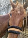 Ruin Franse draver  Te koop 2019 Vos