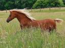 Draagmerrie Welsh Pony (Section B) Te koop 2013 Vos ,  Beschenhof Darwin