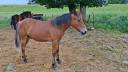 Ruin New Forest Te koop 2025 Donker bruin / bai ,  LUX DU BOIS BOURDIN