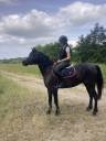 Merrie Franse rijpony PFS Te koop 2018 Zwart ,  &Eacute;tam d&rsquo;Odival