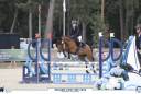 Merrie Welsh Partbred Te koop 2019 Donker bruin / bai ,  QUALITY TOUCH
