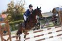 Merrie Connemara Te koop 2015 Donker bruin / bai ,  Tempo Active Atlas