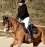 Merrie Franse rijpony PFS Te koop 2018 Vos