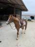 Ruin Franse rijpony PFS Te leen 2015 Vos