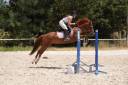 Merrie Welsh Partbred Te koop 2021 Vos ,  A flystar des houx