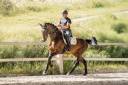 Merrie KWPN Nederlands sportpaard Te koop 2019 Bruin / Bai