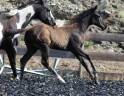 Veulen (ml) Paint Horse Te koop 2026 Zwart