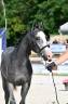 Hengst Franse rijpony PFS Te koop 2025 Schimmel