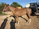 Ruin Welsh Pony (Section B) Te koop 2022 Vos