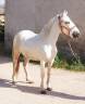 Ruin Camargue Te koop 2023 Schimmel ,  Reine des Fa&iuml;sses