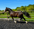 Hengst Franse rijpony PFS Te koop 2024 Bruin / Bai