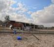 Ruin Franse draver  Te koop 2022 Donker bruin / bai