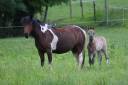 Ruin Andere pony rassen Te koop 2024 Muisgrijs
