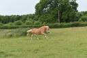 Merrie Haflinger Te koop 2012 Vos ,  liz Alcantara