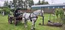 Ruin Andere paarden rassen Te koop 2009 Schimmel