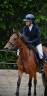 Merrie Andere pony rassen Te koop 2021 Donker bruin / bai
