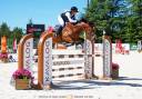 Ruin Franse rijpony PFS Te koop 2020 Donker bruin / bai