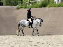 Ruin Franse rijpony PFS Te koop 2016 Schimmel ,  Golden hero 2