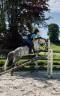 Ruin Franse rijpony PFS Te koop 2016 Schimmel ,  Golden hero 2