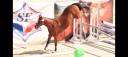 Hengst Franse rijpony PFS Te koop 2024 Donker bruin / bai