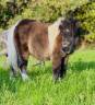 Veulen (ml) Shetland Te koop 2025 Donker bruin / bai