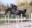 Merrie Nederlandse pony Te leen 2010 Zwart