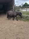 Merrie Shetland Te koop 2007 Zwart