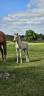Hengst Haflinger Te koop 2026 Vos ,  AUTAN