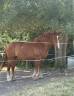 Ruin Andere paarden rassen Te koop 2020 Vos