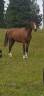 Ruin Franse rijpony PFS Te koop 2024 Donker bruin / bai ,  Atchoum des Lich&egrave;res