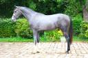 Hengst Selle Fran&ccedil;ais Te koop 2024 Schimmel ,  Rahotep de Toscane