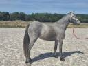 Veulen (vr) Welsh Partbred Te koop 2024 Schimmel