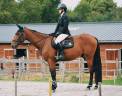 Ruin Franse draver  Te koop 2020 Donker bruin / bai ,  Timoko