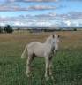 Veulen (ml) Welsh Partbred Te koop 2026 Cremello