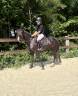 Merrie New Forest Te koop 2023 Zwart ,  Luminahof&rsquo;s Question 